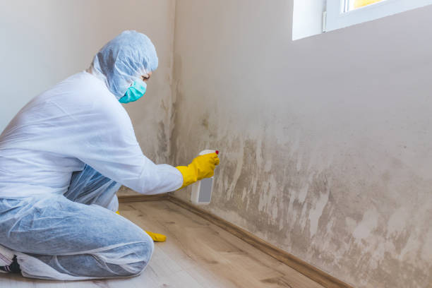 Mold Odor Removal Services in Fort Stockton, TX